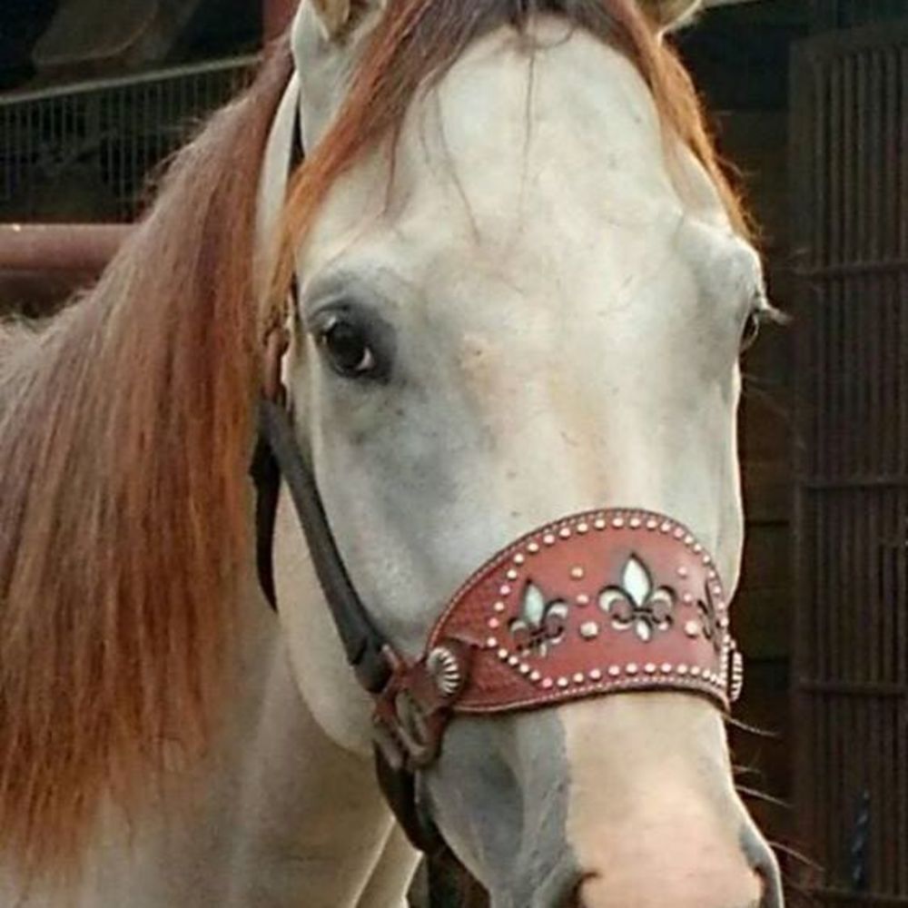 Meet your Posher, Holly